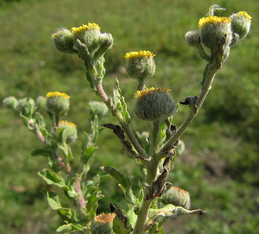 Изображение особи Pulicaria vulgaris.