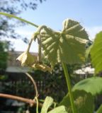 genus Vitis