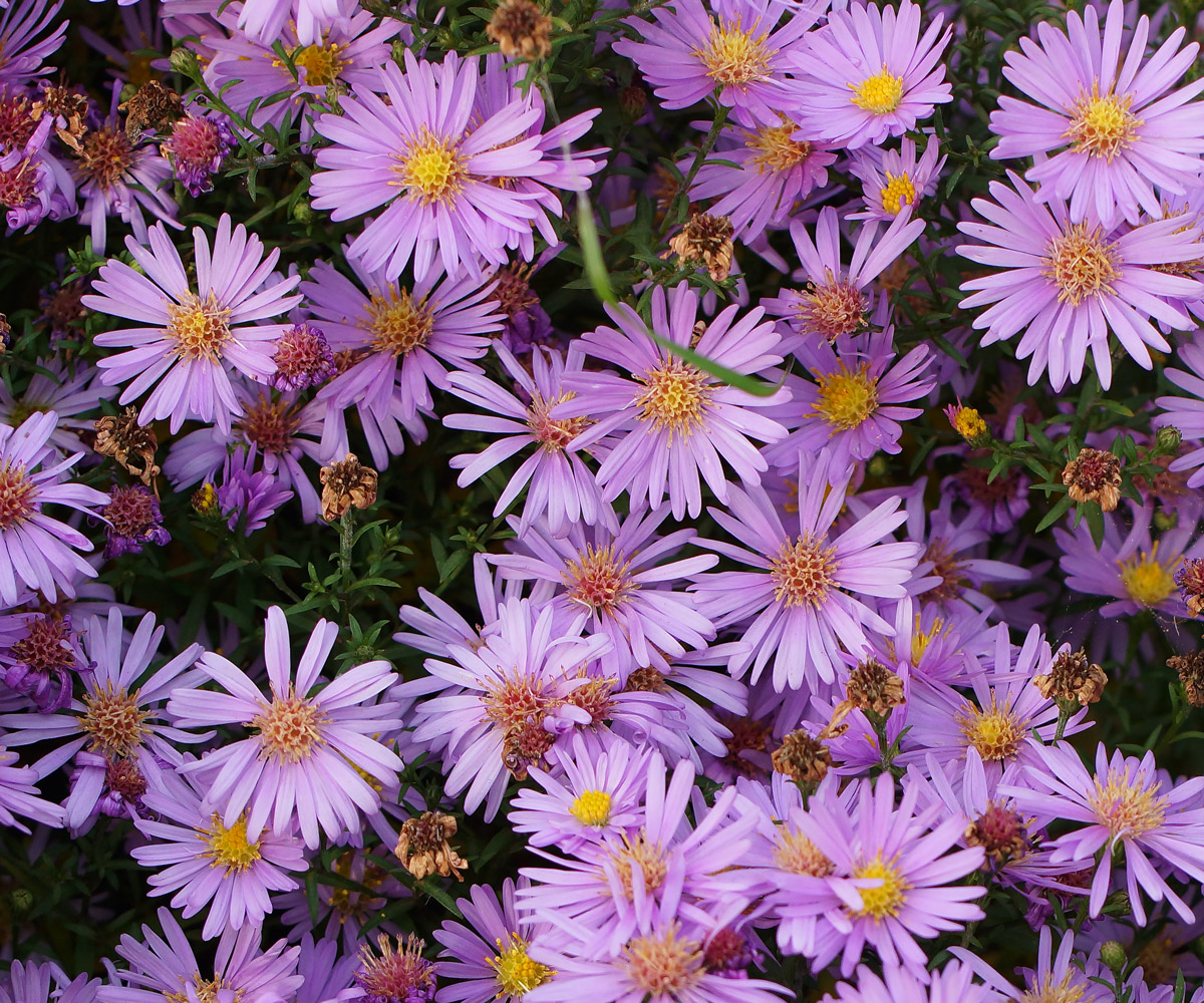 Image of genus Symphyotrichum specimen.