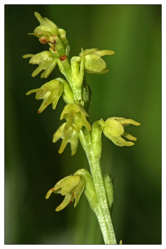 Изображение особи Herminium monorchis.