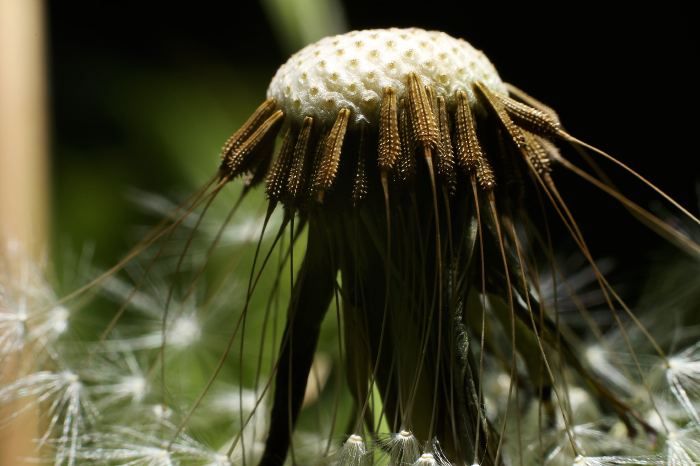 Image of genus Taraxacum specimen.