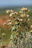 Rindera tetraspis. Верхушка плодоносящего растения. Ростовская обл., Усть-Донецкий р-н, окр. станицы Раздорская, степной склон. 24.05.2020.