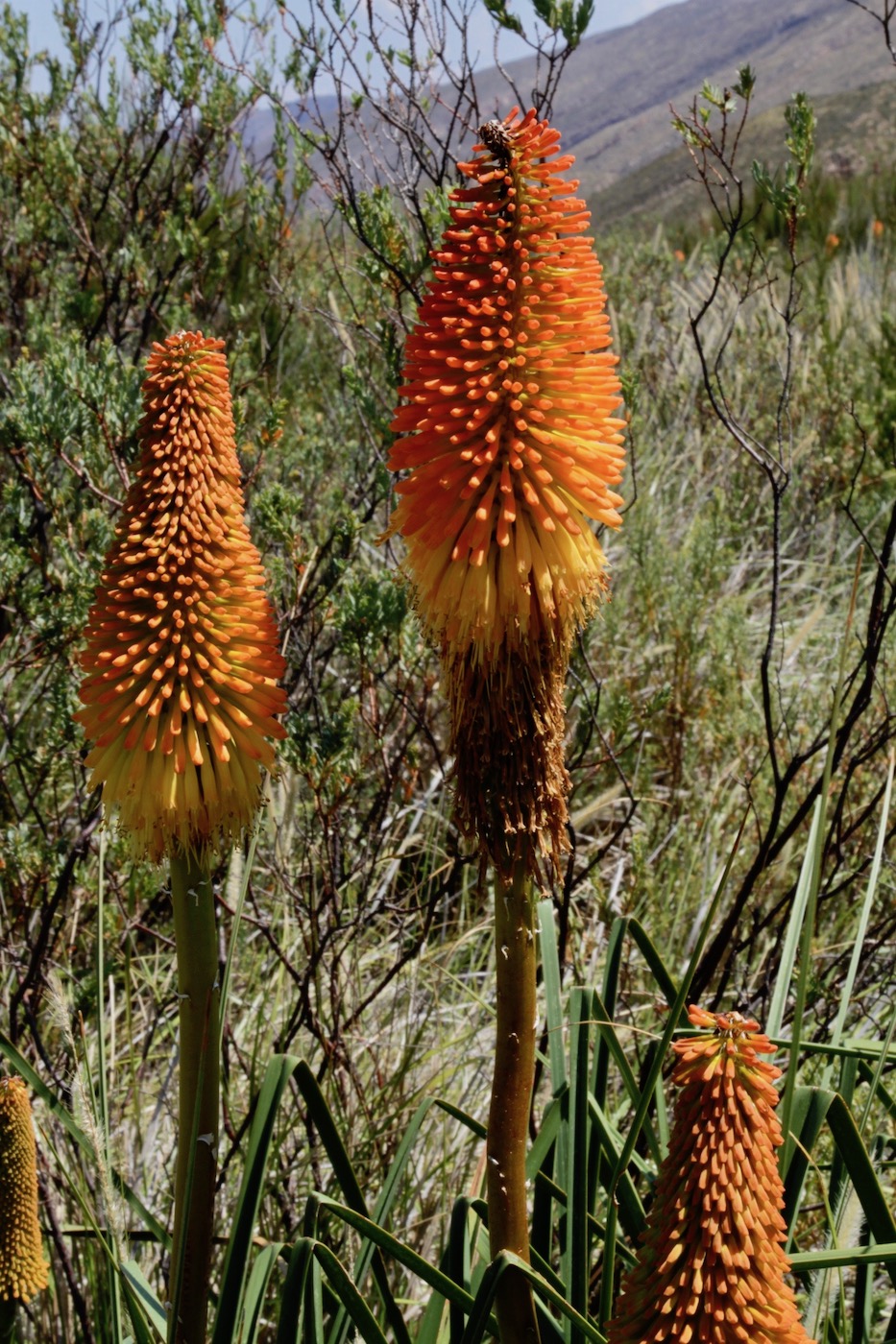 Изображение особи Kniphofia uvaria.