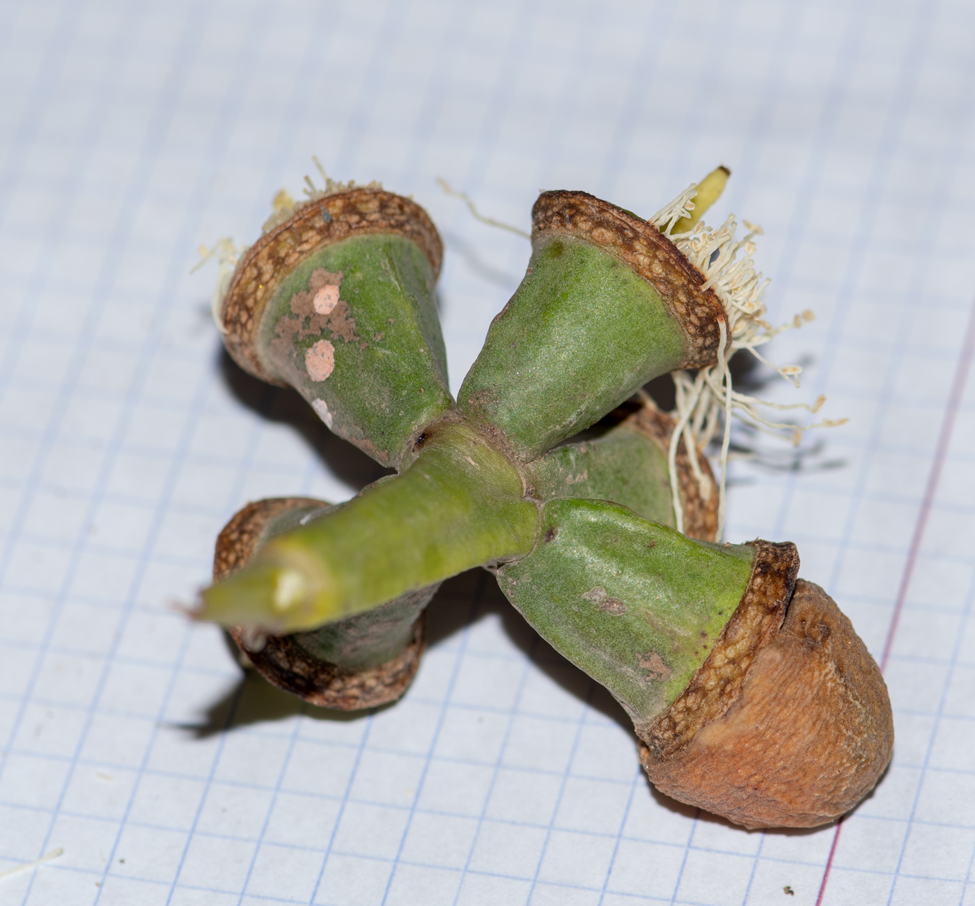 Image of genus Eucalyptus specimen.