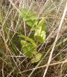 Silphium perfoliatum