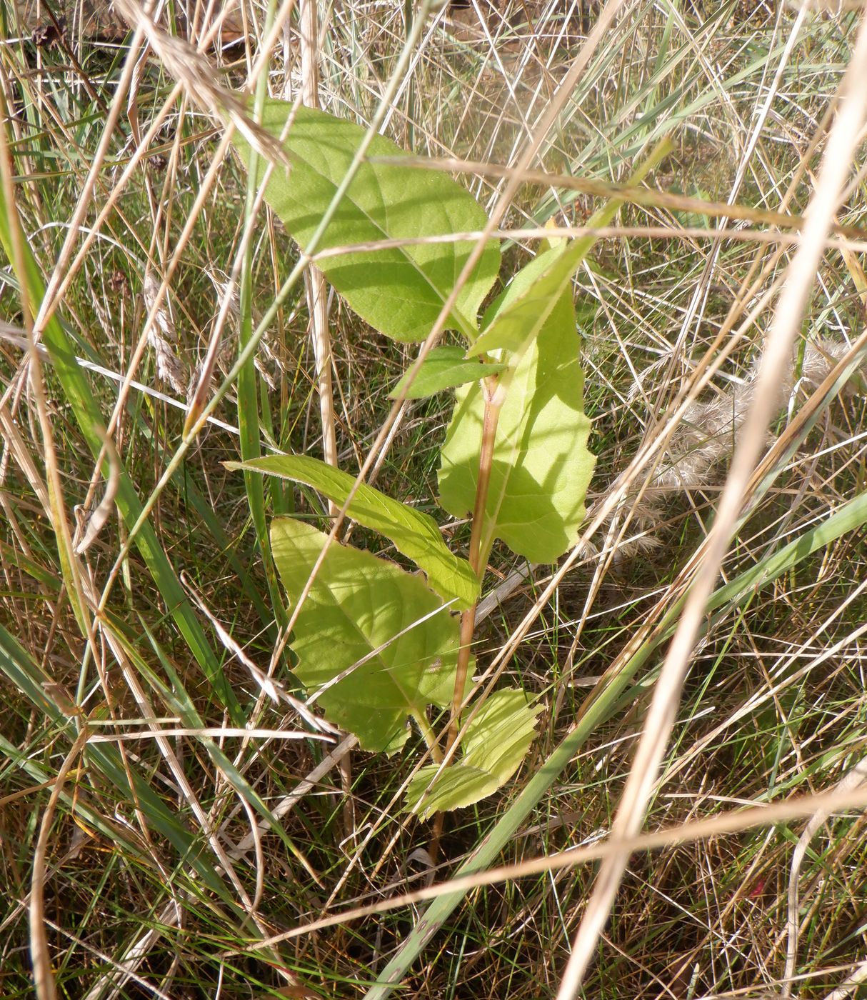 Image of Silphium perfoliatum specimen.