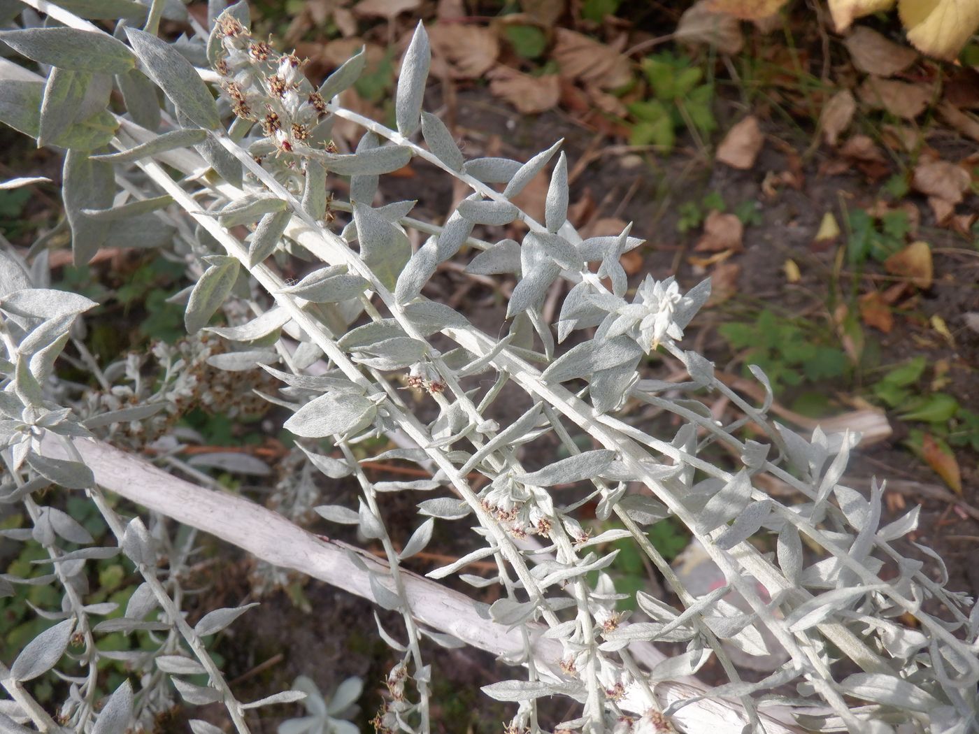 Image of Artemisia ludoviciana specimen.