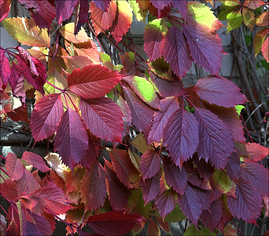 Image of Parthenocissus quinquefolia specimen.