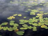 Nuphar lutea