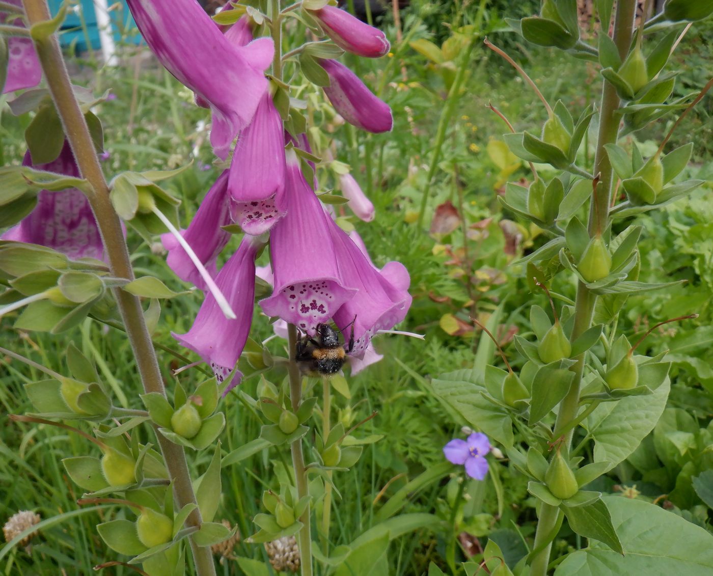 Image of Digitalis purpurea specimen.