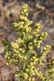 Artemisia annua