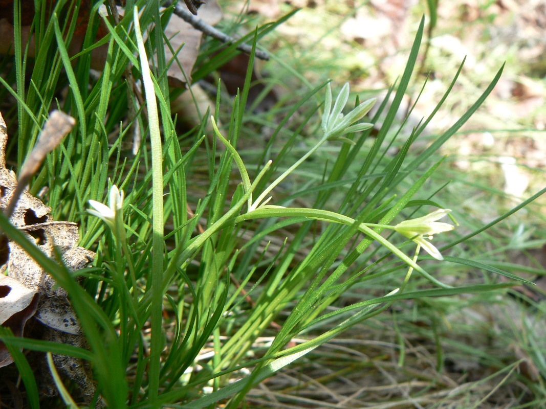 Image of Gagea terraccianoana specimen.