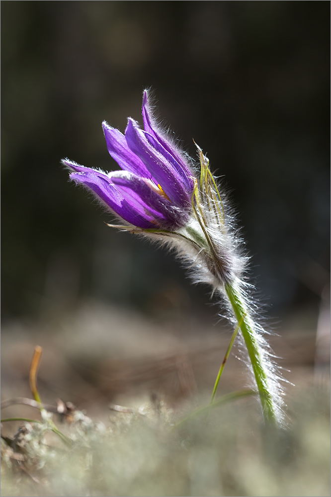 Image of Pulsatilla patens specimen.