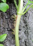 Смотреть изображение Hydrangea petiolaris