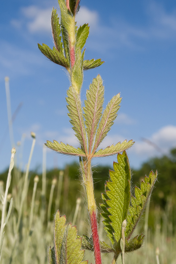 Изображение особи Potentilla recta.