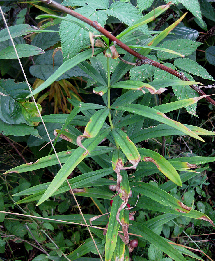 Image of Polygonatum verticillatum specimen.