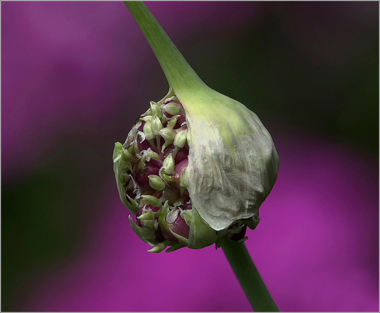 Image of Allium sativum specimen.