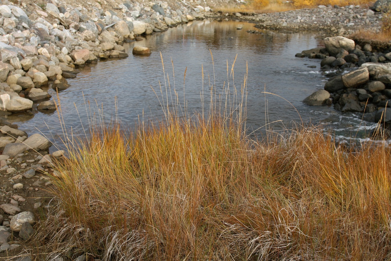 Image of Calamagrostis neglecta specimen.