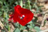 genus Papaver. Цветок и плод. Израиль, лес Бен-Шемен. 26.04.2019.