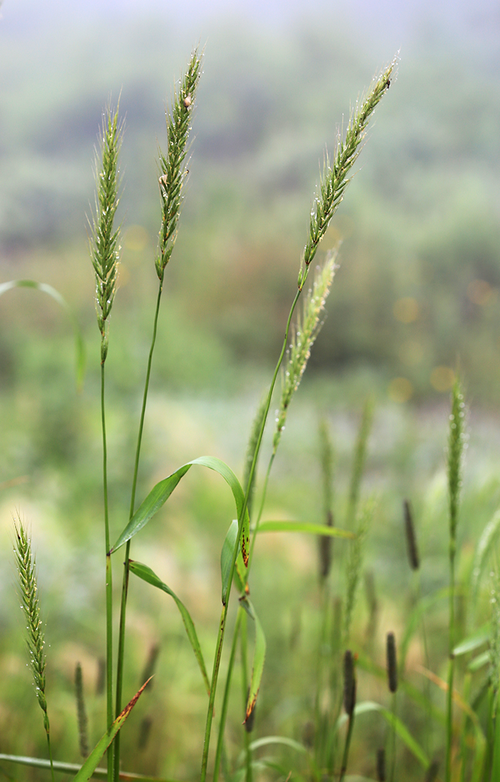 Image of Elymus excelsus specimen.