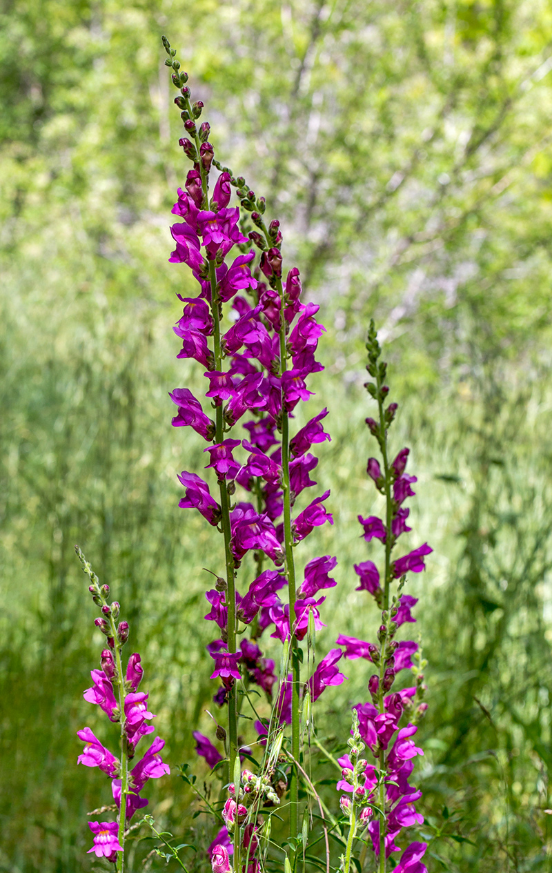 Изображение особи Antirrhinum majus.