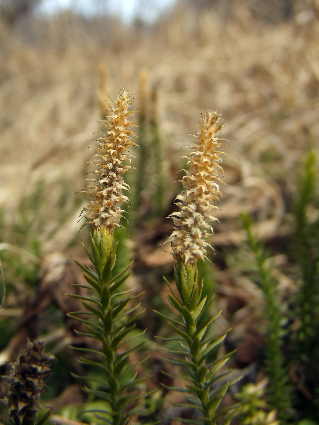 Image of Lycopodium annotinum specimen.