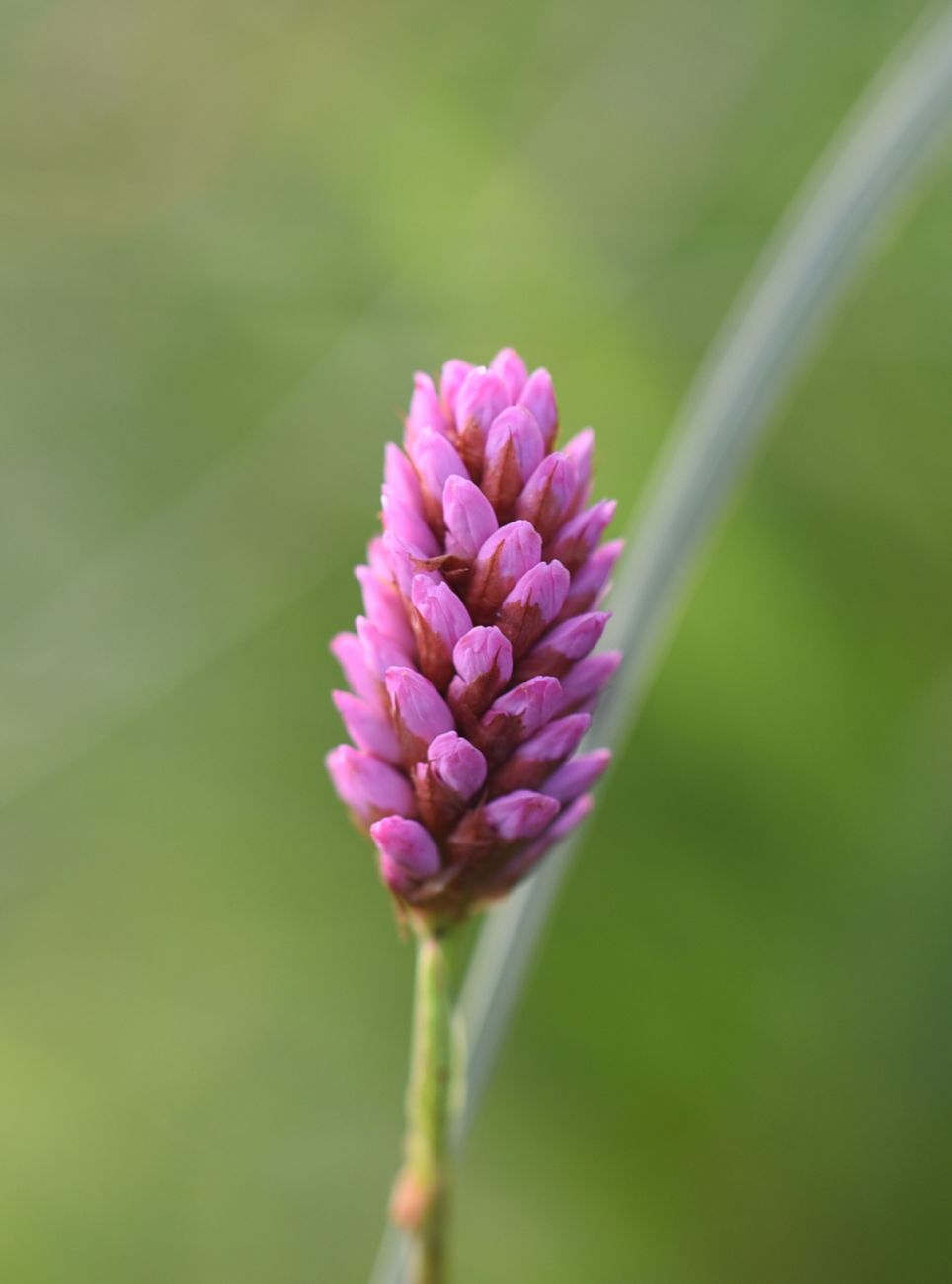 Image of Bistorta carnea specimen.