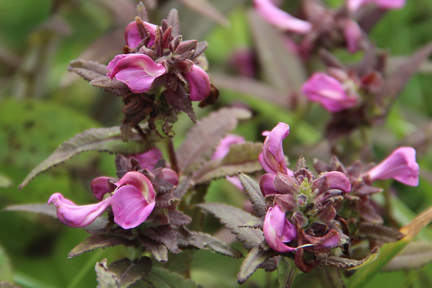 Image of Pedicularis resupinata specimen.