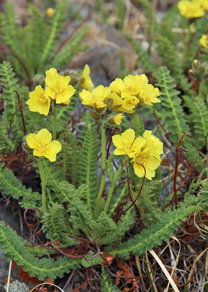 Image of Biebersteinia odora specimen.