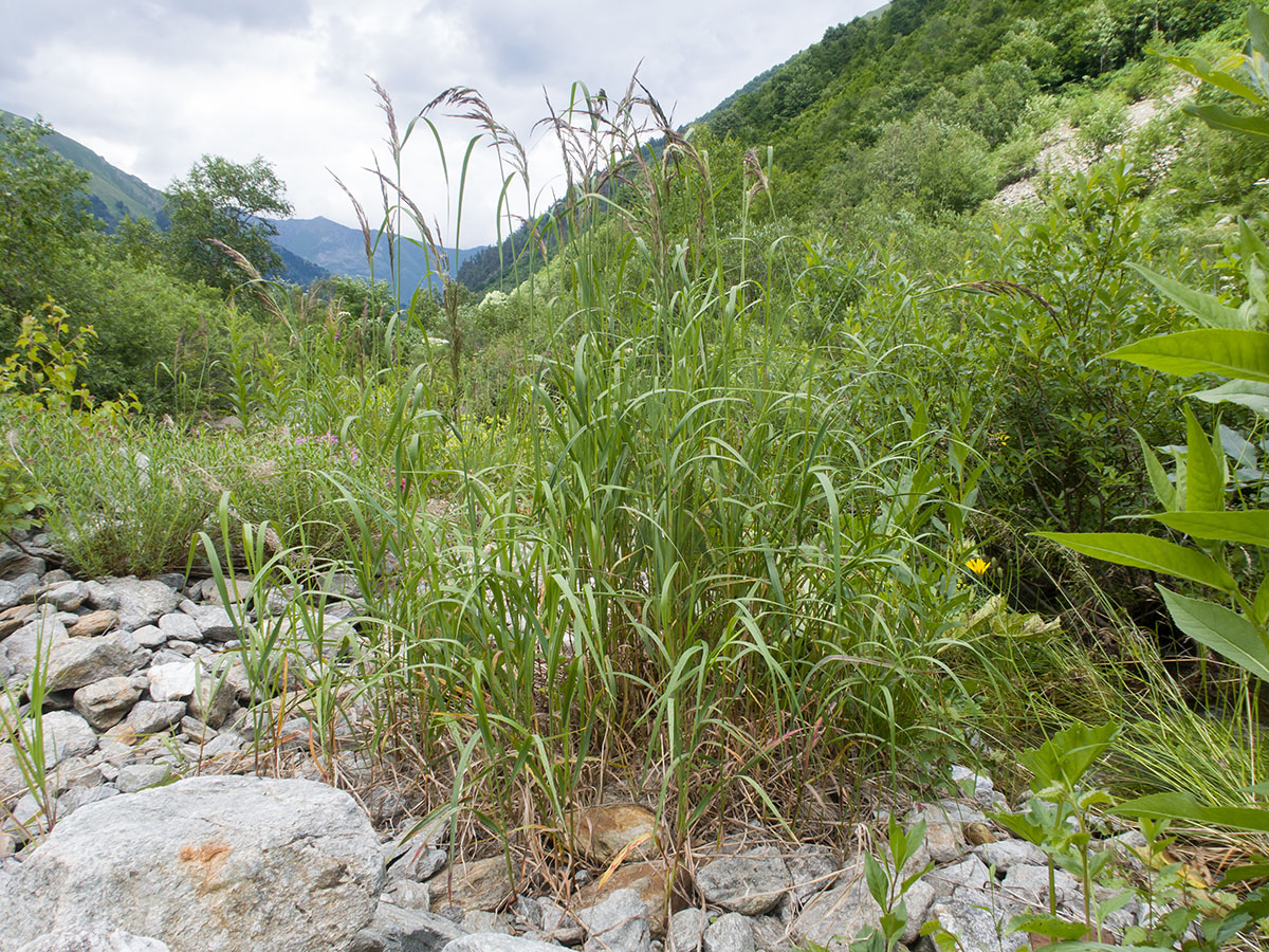 Image of genus Calamagrostis specimen.