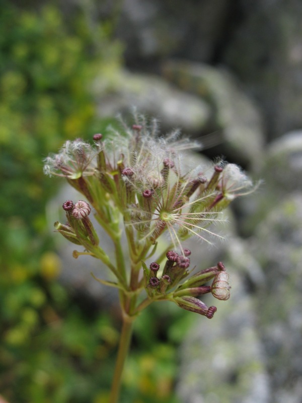 Image of Valeriana alpestris specimen.