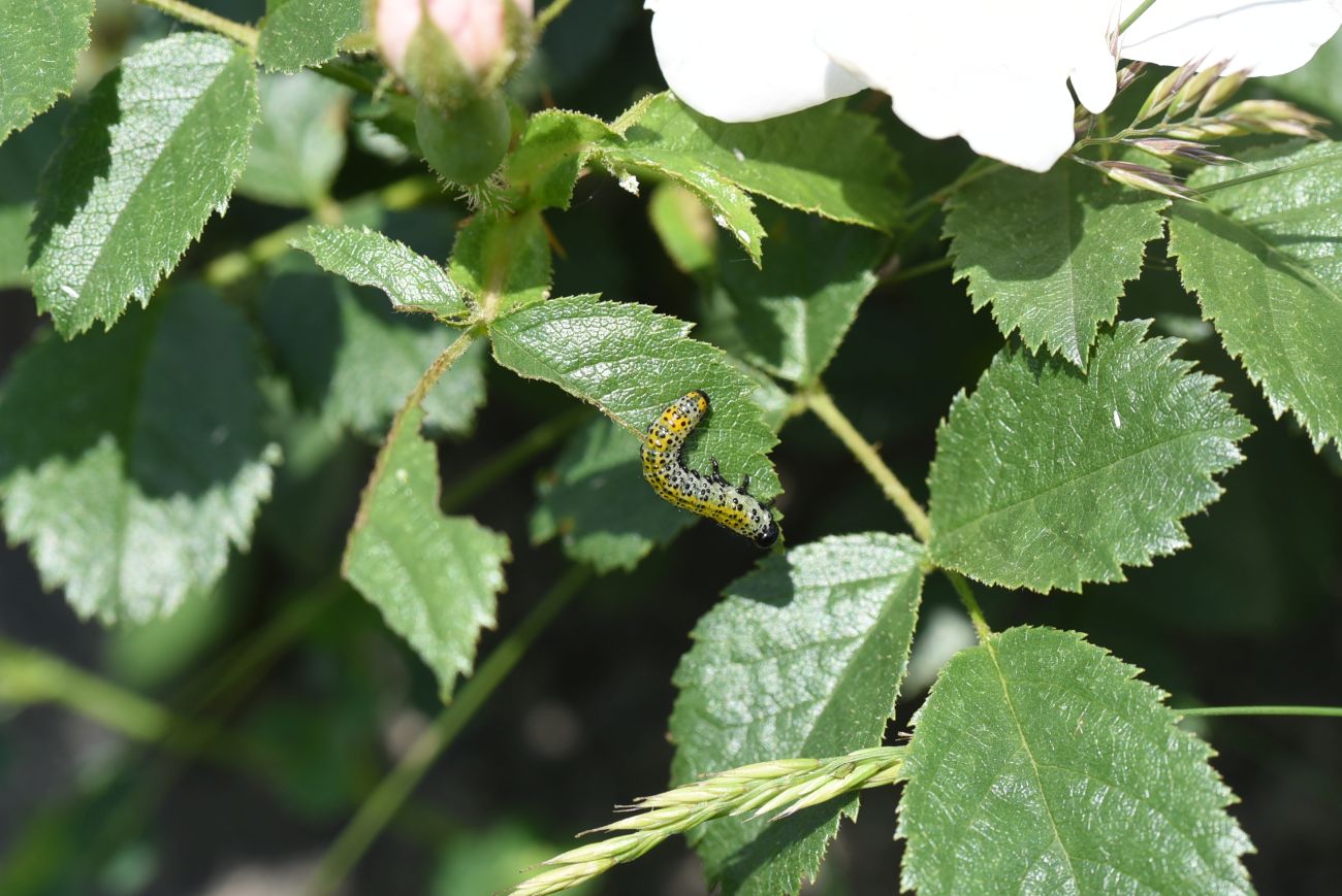 Image of genus Rosa specimen.