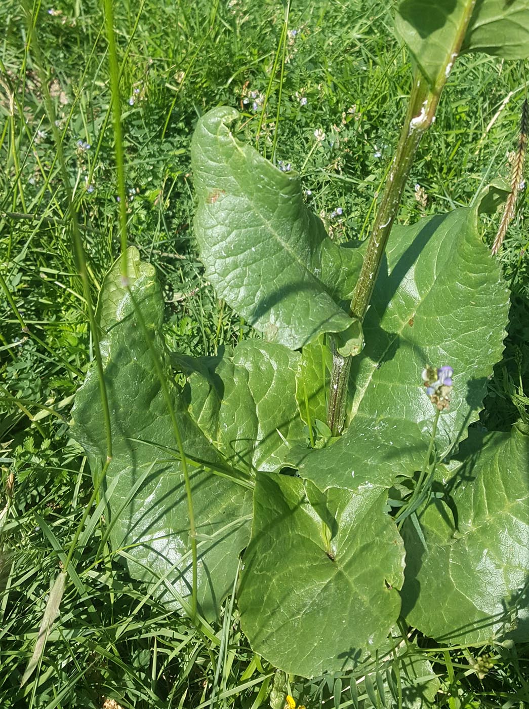 Image of Ligularia thomsonii specimen.