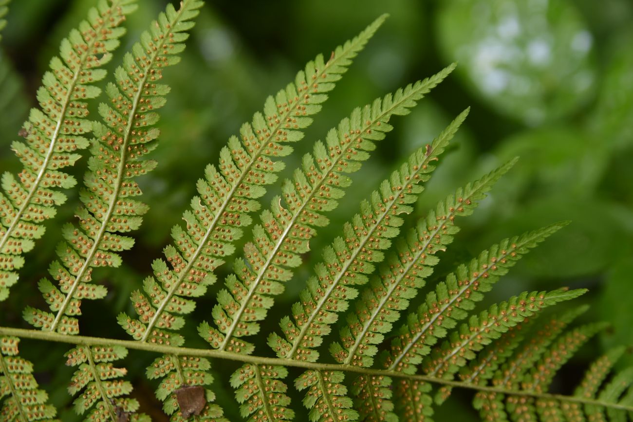 Image of Dryopteris filix-mas specimen.