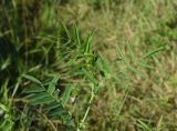 Galega officinalis. Верхушка цветущего растения. Республика Адыгея, окраина пос. Каменномостский, ур. Холодное, луг. 29 июля 2022 г.