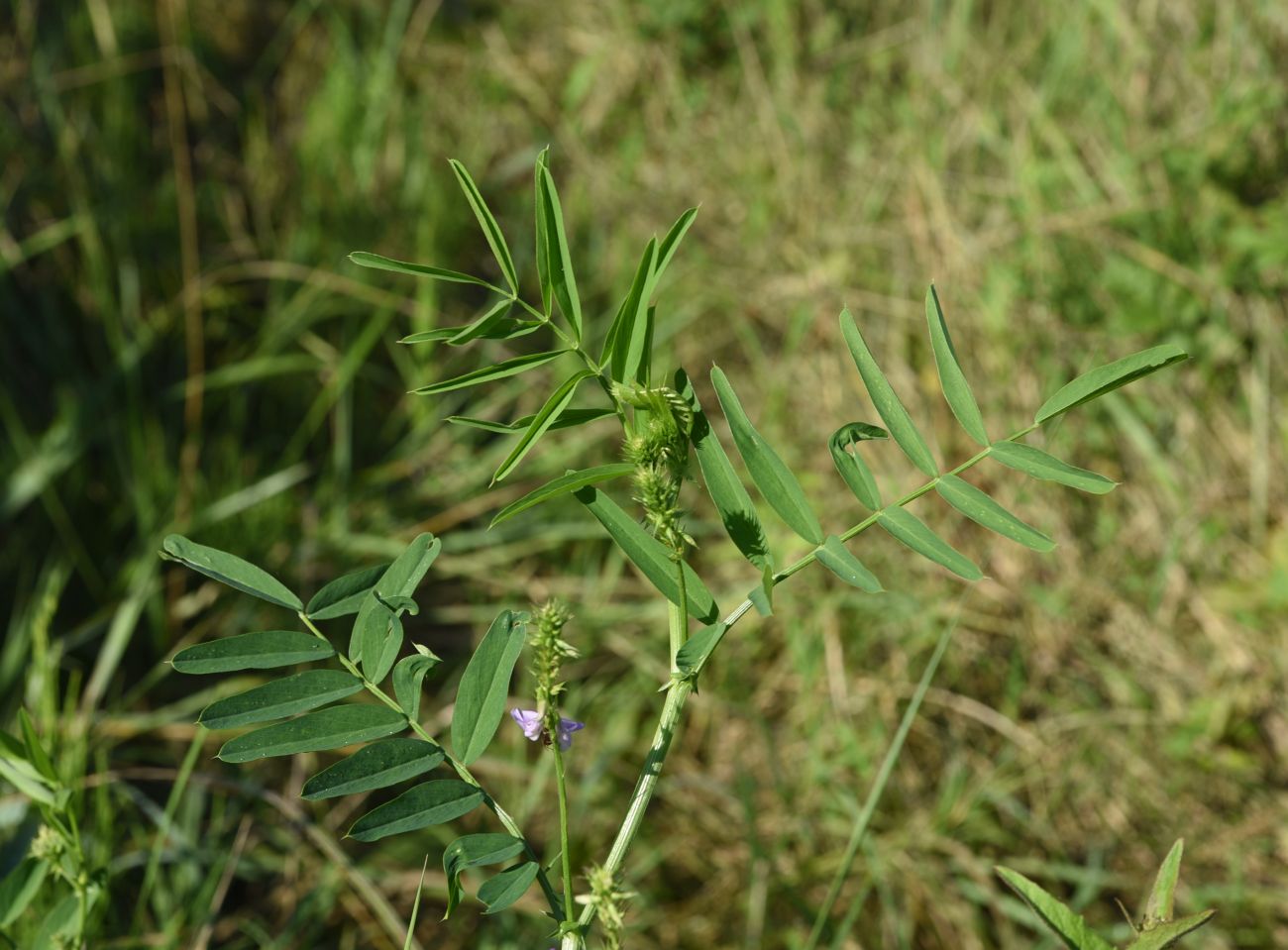 Изображение особи Galega officinalis.