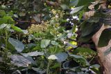 Смотреть изображение Hernandia nymphaeifolia