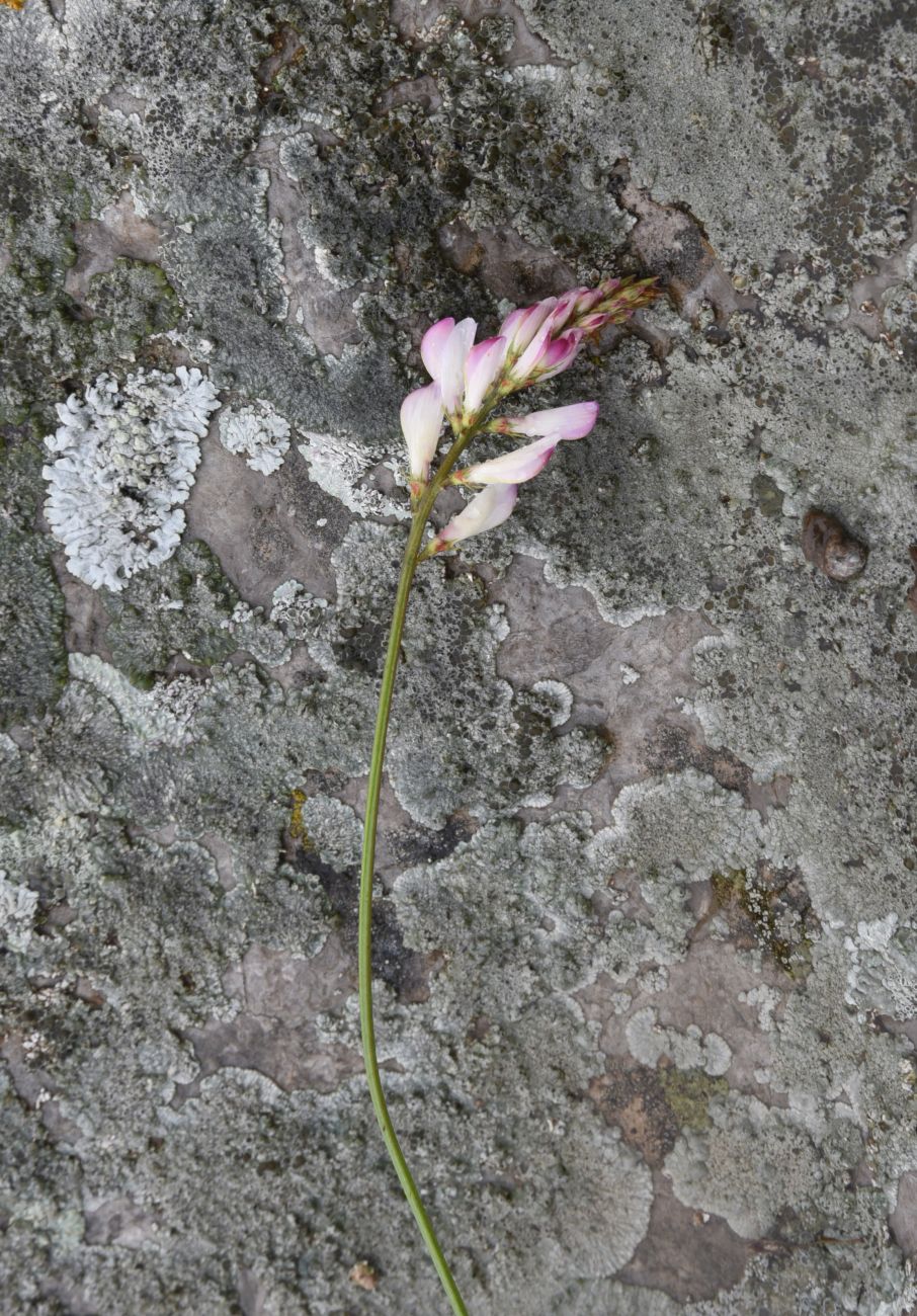 Image of genus Onobrychis specimen.