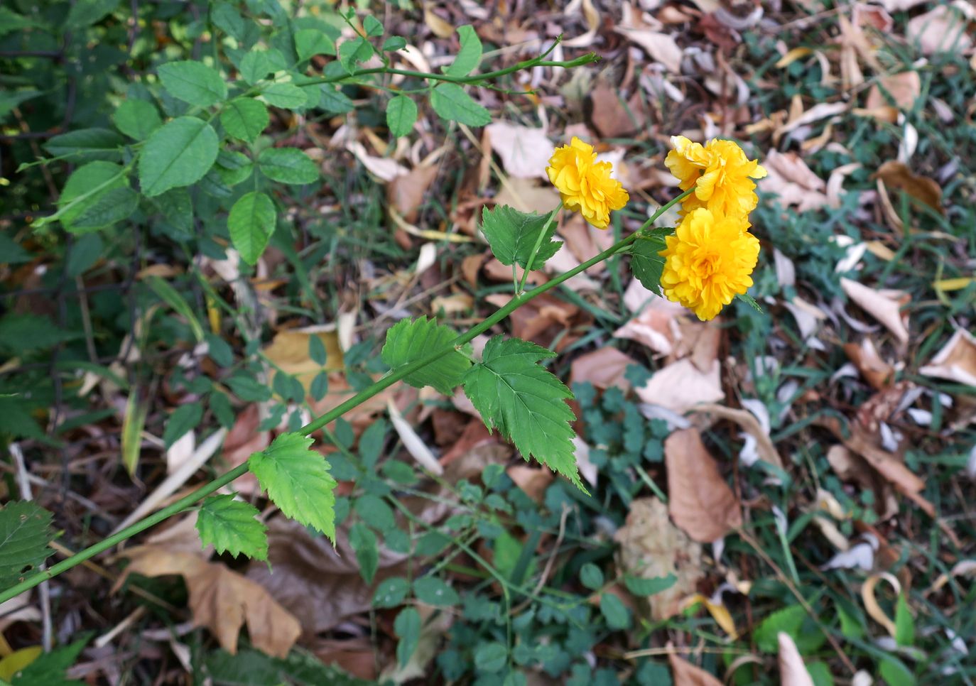 Image of Kerria japonica var. pleniflora specimen.