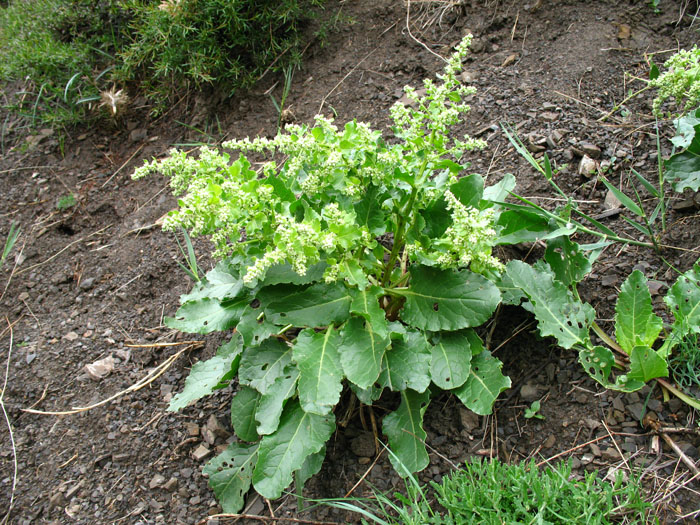 Image of Beta macrorhiza specimen.