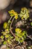 Chrysosplenium alternifolium