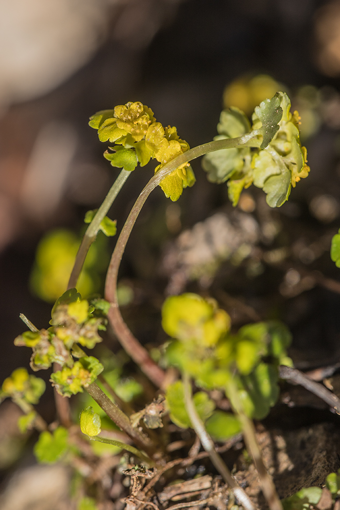 Изображение особи Chrysosplenium alternifolium.