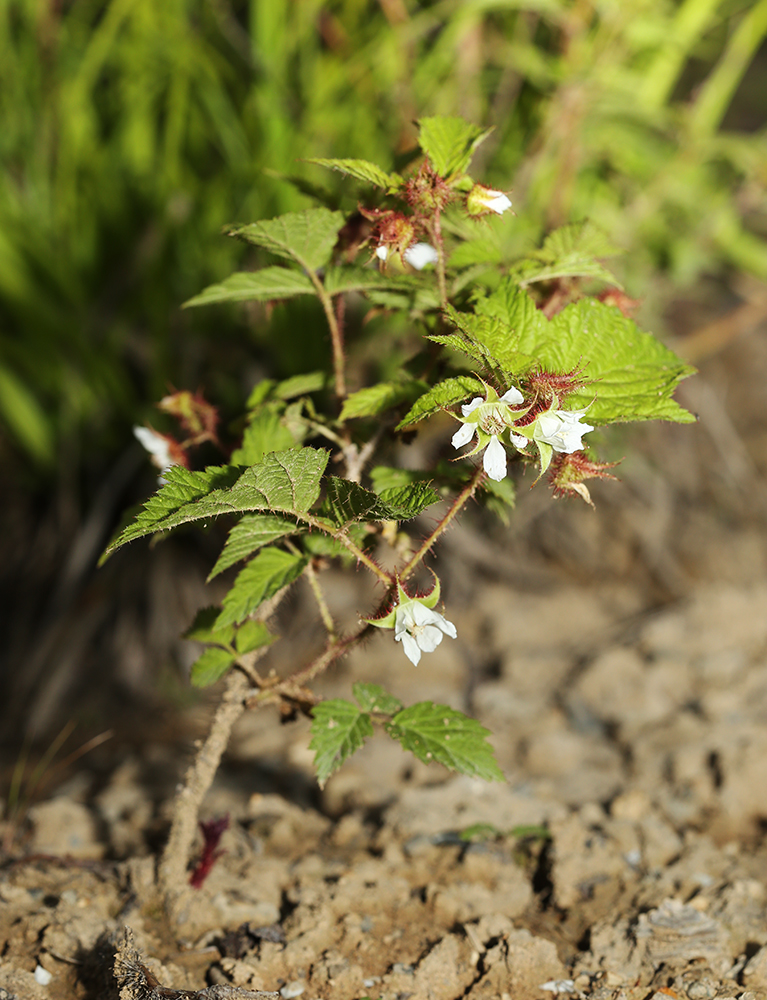 Image of Rubus komarovii specimen.