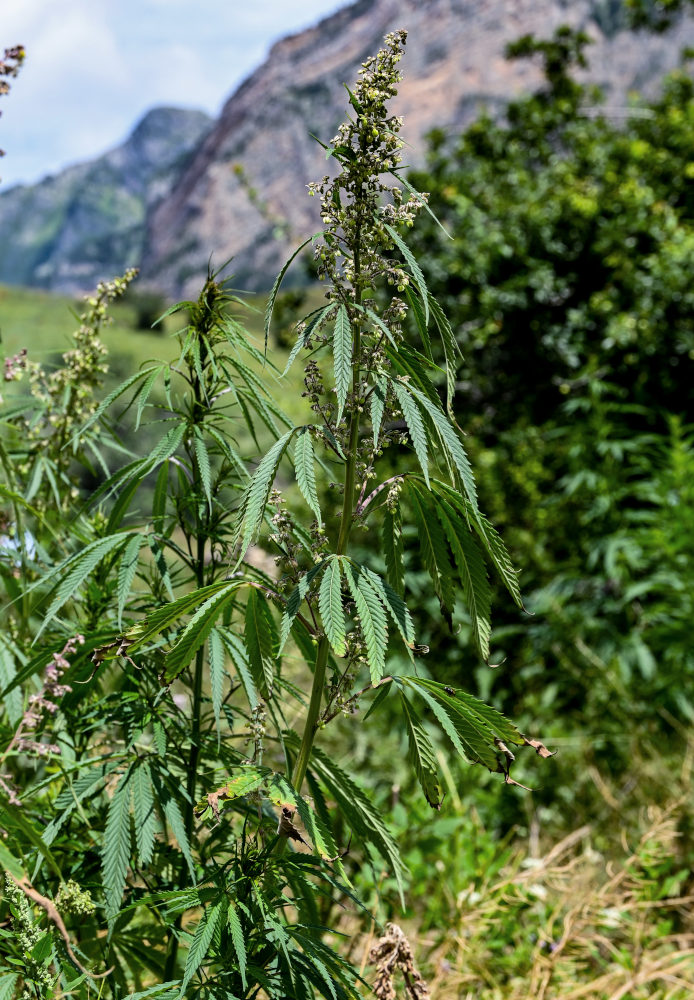 Image of Cannabis sativa var. spontanea specimen.