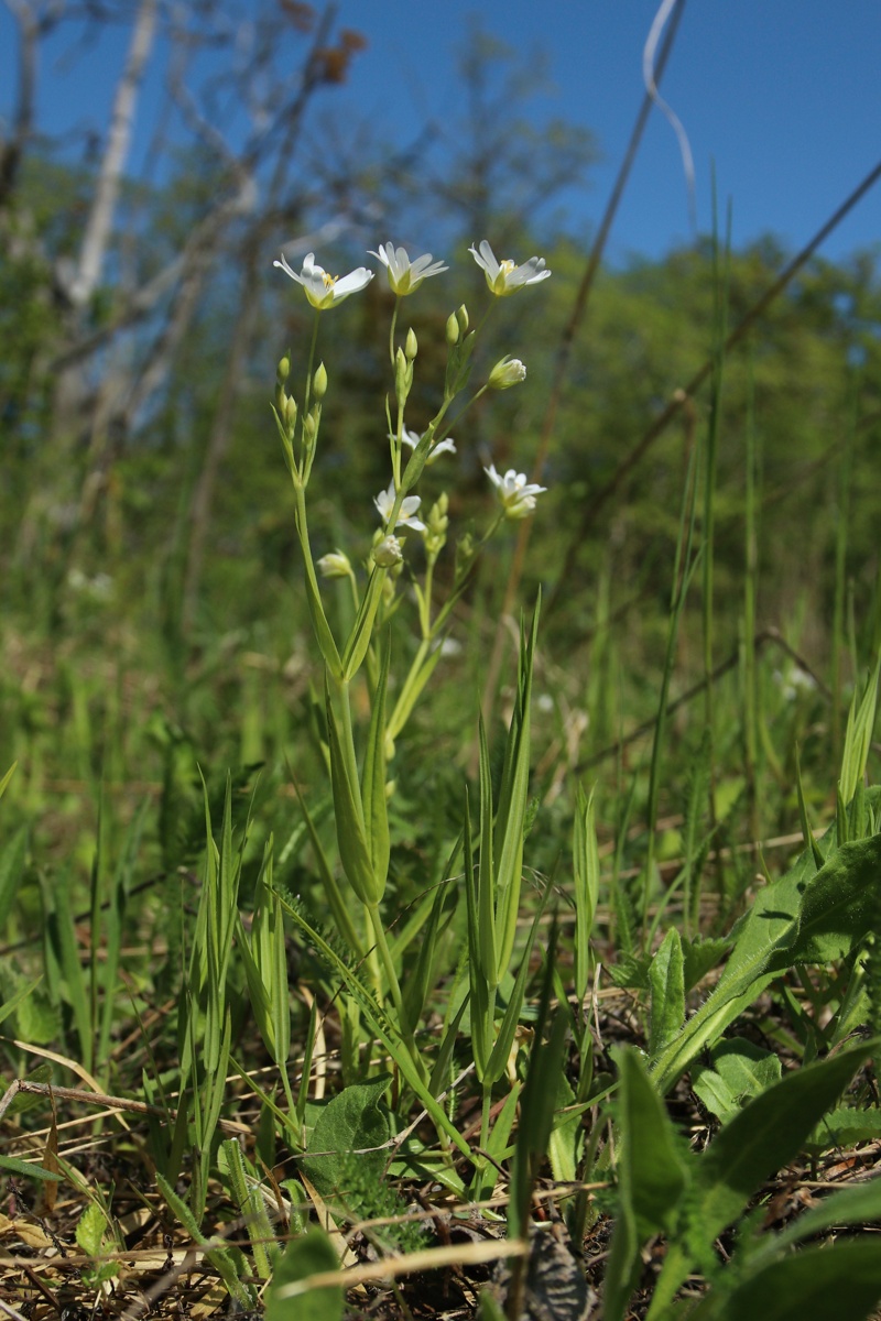 Image of Stellaria holostea specimen.