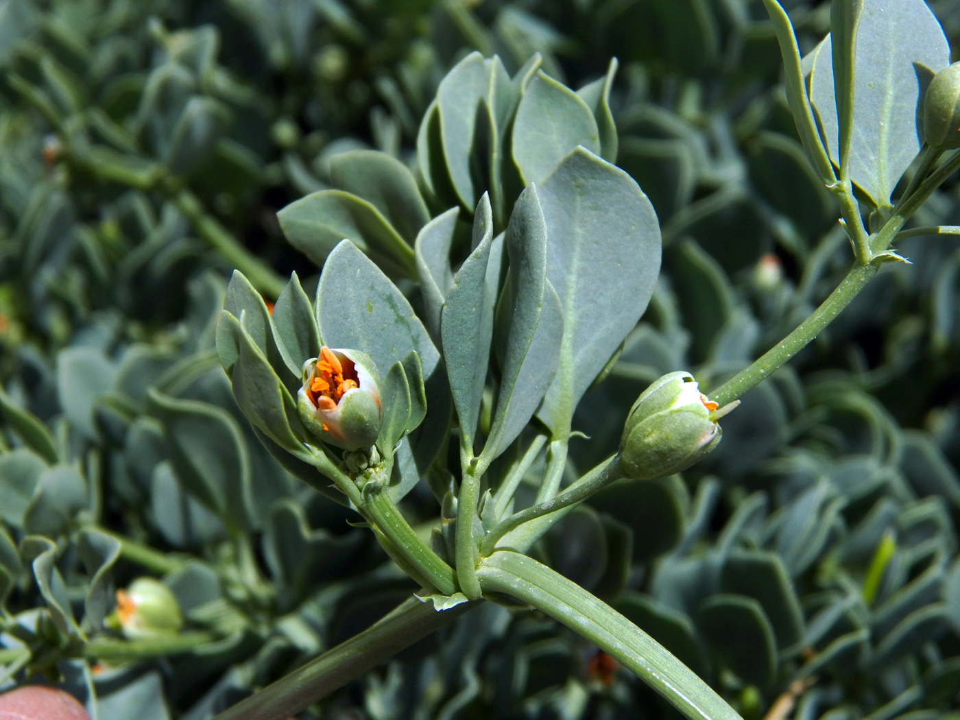 Image of Zygophyllum obliquum specimen.