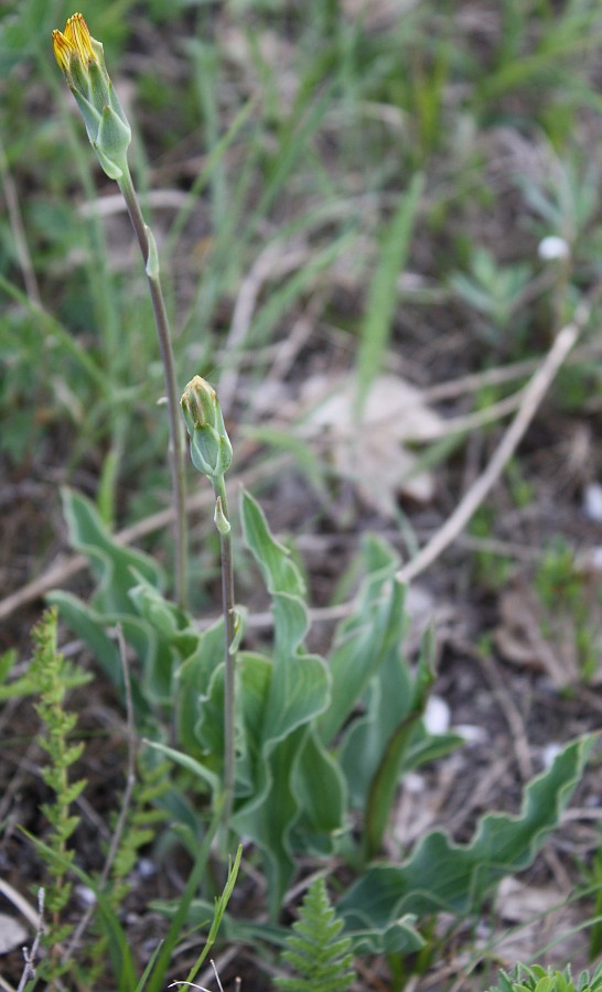 Image of Scorzonera crispa specimen.