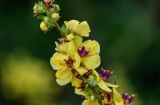 Verbascum marschallianum. Цветки. Дагестан, Гунибский р-н, с. Гамсутль, ≈ 1400 м н.у.м., каменистый участок лугового склона. 29.07.2022.