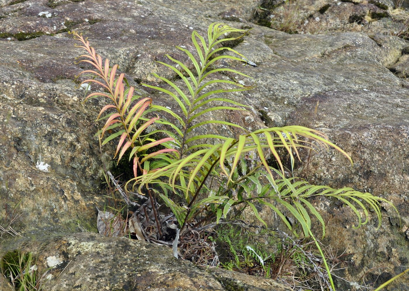 Изображение особи Pteris vittata.