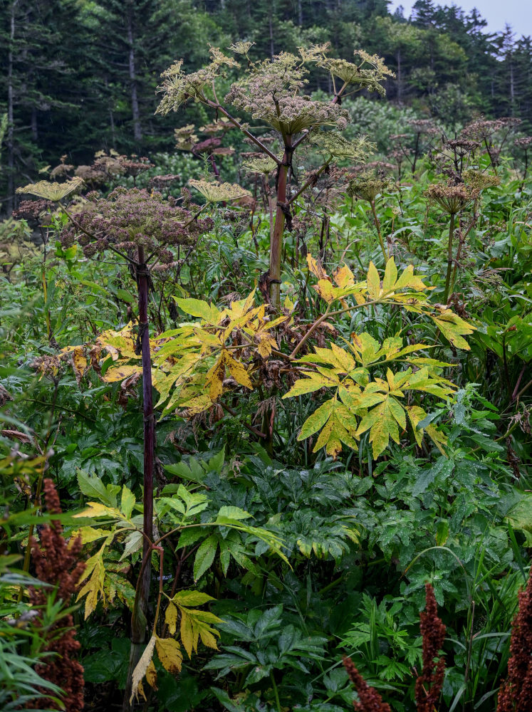 Image of Angelica ursina specimen.